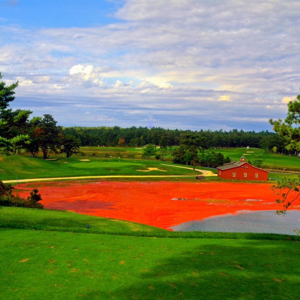 Golf course photograph of Willowbend Country Club in Mashpee, Massachusetts, featuring cranberry bog harvest beside rolling fairways.