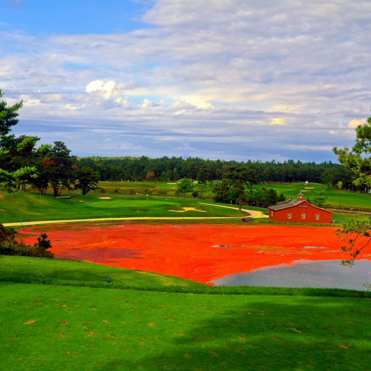 Golf course photograph of Willowbend Country Club in Mashpee, Massachusetts, featuring cranberry bog harvest beside rolling fairways.